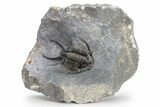 Ceratarges Trilobite With Secondary Spines - Top Quality #226081-1